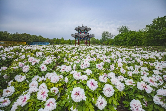 （菏澤市曹州牡丹園。圖片來源：杜昊）